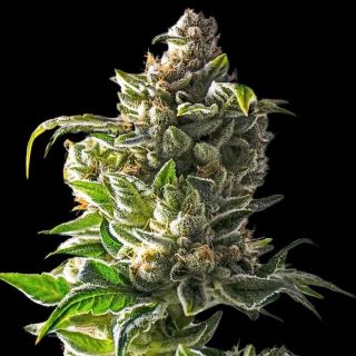 24119 - Empire Dragon 10 u. fem Empire Seeds