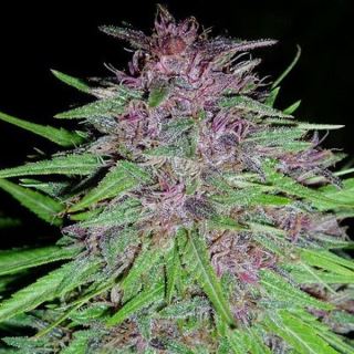 15310 - ErdPurt   3 u. fem. Ace Seeds