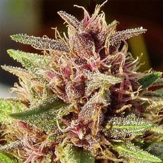 26244 - ErdPurt   5 u. Regular Ace Seeds