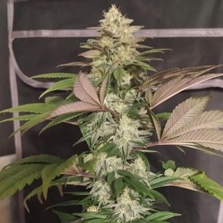 26242 - ErdPurt x PCK    5 u. Regular Ace Seeds