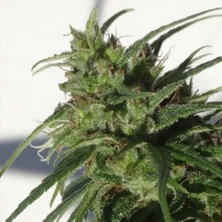 26246 - Ethiopia   5 u. Regular Ace Seeds