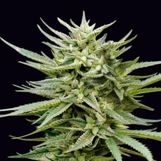 26332 - Euskal Mandarina  5 u. fem. Genehtik