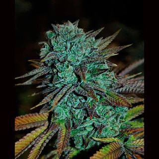 13828 - Expert Gorilla  1 u. fem. Expert Seeds