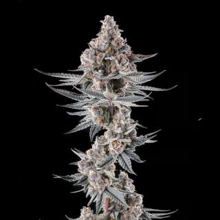 27561 - Eye of JAH : JAHmba Juice x Mellowz #8  - 7 u. Fem Compound Genetics