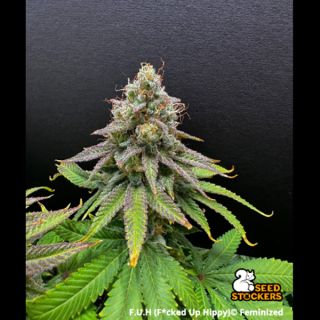 26464 - F.U.H (F*cked Up Hippy) fem.  1 u. Seedstockers Superior