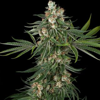 25037 - Fallout OG  10 u. fem. White Label