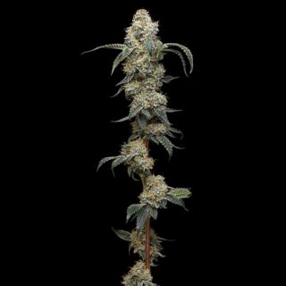 Farmer's Daughter 3 u. fem Humbold Seeds Company