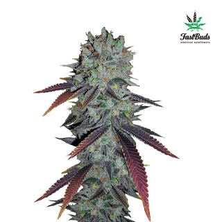 6336 - Fastberry Auto  1 u. fem. FastBuds Seeds