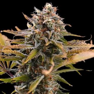 24151 - Fatso 10 u. fem Empire Seeds