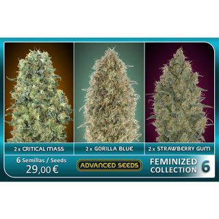 FCAS6 - Feminized Collection  #6 Advanced Seeds