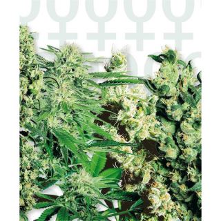 FM5 - Feminized Mix  5 u. fem. Sensi Seeds