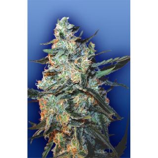 Feminized Mix 10 u. fem. Flying Dutchmen