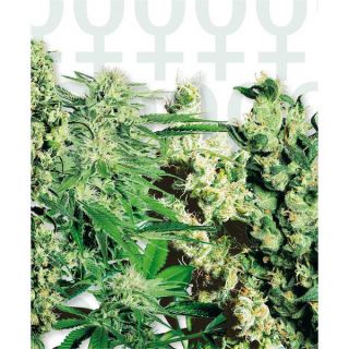 3499 - Feminized Mix 20 u. fem. Sensi Seeds