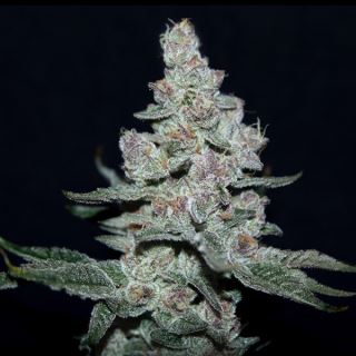 Fire'n Ice 3 ud. fem Elev8 Seeds