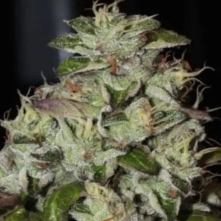 26186 - Fire Afghan Cookies 3 u. fem Mamiko Seeds