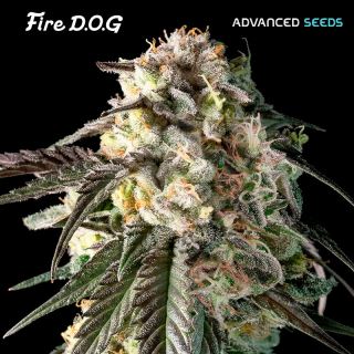18347 - Fire DOG   3 + 1 u. fem. Advanced Seeds