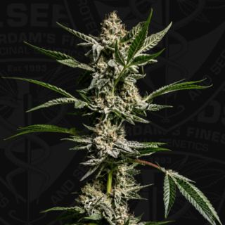 27673 - Fire Gum  2 u. fem. 710 Limited Pack T.H. Seeds.