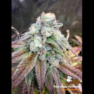 26477 - Fishy Zoap  fem.  3 u. Seedstockers Superior