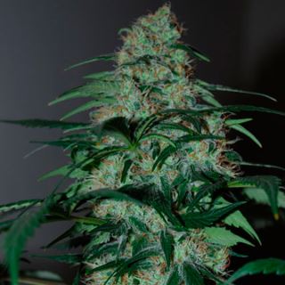 Five-o   5 u. fem. Black Skull Seeds