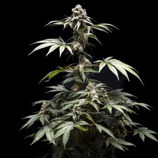 27514 - Fizzy Gum  5 u. fem World of Breeders