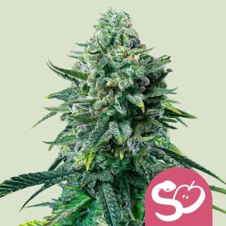 Forbidden Fruit   1 u. fem. Royal Queen