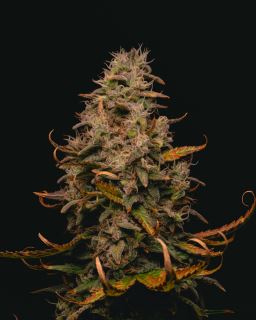 Forbidden Fruit Cake 1 u. fem Pure Instinto