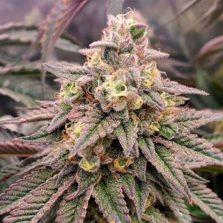 Forbidden Fruit Fast Flowering  5 ud Humboldt Seed Organization