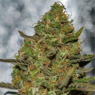 Forbidden Fruit x Spriter 3+1 u. fem. Vision Seeds