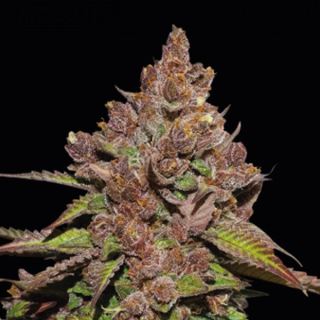 24213 - Forbidden Mochi Fast fem. 25 u. Seedstockers Superior