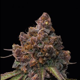 24209 - Forbidden Mochi fem. 25 u. Seedstockers Superior