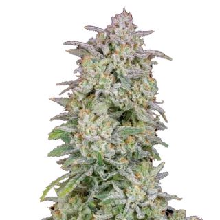 14168 - Forbidden Runtz Auto  1 u. fem. FastBuds Seeds