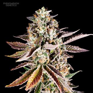 20697 - Forbidden Starz  10 u. fem Phenomenom Genetics