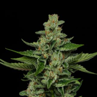 24894 - Fortune Cookie 3 u. fem Humbold Seeds Company