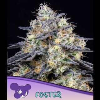 21445 - Foster  3 u. fem Anesia