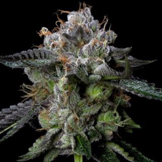 25794 - Four Prophets  3 u. fem. DNA Genetics