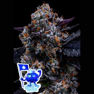 26649 - Free Blueberry Nation 10 u. fem Anesia