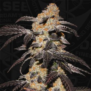 6549 - French Cookies  2 u. fem. T.H. Seeds