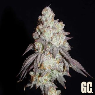 26354 - Frenchy's Lass 6 u. fem  Grand Cru Genetics