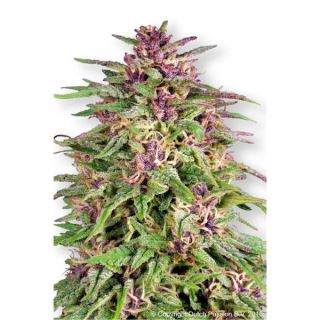 D2850 - Frisian Dew  5 u.  fem. Dutch Passion