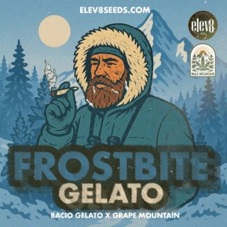 Frostbite Gelato 3 ud. fem Elev8 Seeds