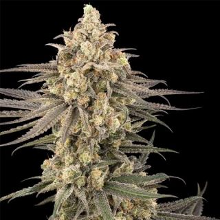 26599 - Frosted Grapes XXL 10 u. fem. Sensi Seed Research