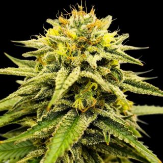 27172 - Frosted Sunsetz 10 u. fem One Shot Edition Gratefull Seeds
