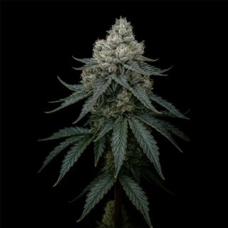 25201 - Frosty Apple Triploid   5 u. fem Triploid Seeds