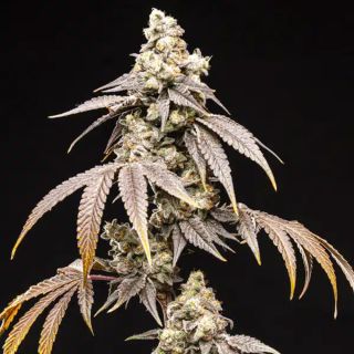 27532 - Frosty Rainbow  5 u. fem World of Breeders