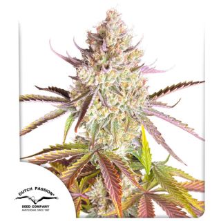 26770 - Fruit Bomb Punch  3 u. fem. Dutch Passion