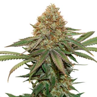 Fruit Cake fem.  3 u. Seedstockers