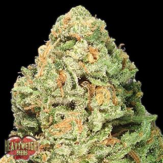 9674 - Fruit Punch  3 u. fem. Heavyweight Seeds