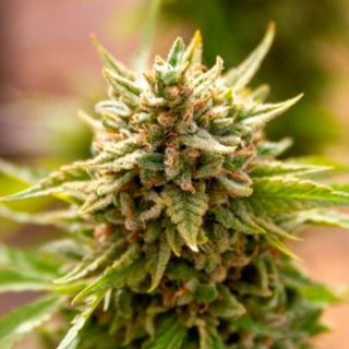 13793 - Fruit Salad  1 u. fem. Expert Seeds