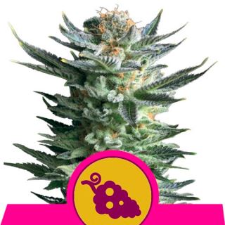 Fruit Spirit  1 u. fem. Royal Queen