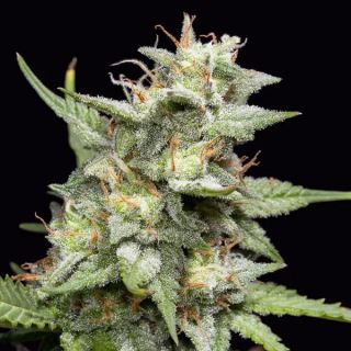 25508 - Fruity Forest Triploid 100 u. fem Triploid Seeds